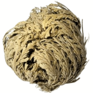 Jericho Flowers (1 Flower) (selaginella Lepidophylla)